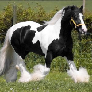 Adopt Gypsy Horses For Sale