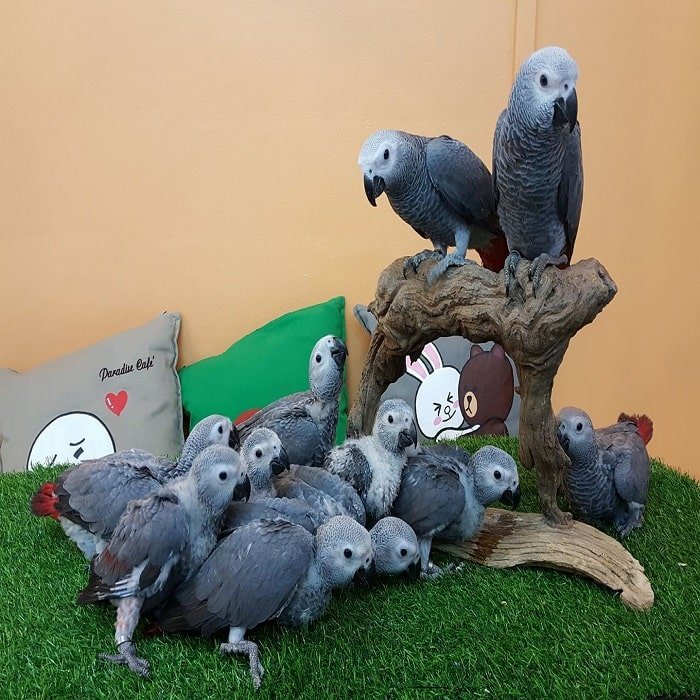 African Grey Parrot Sale Exotic Pet Animal Store