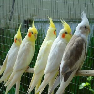 Cockatiel Parrot For Sale