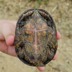 Common Musk Turtle