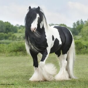 Gypsy Horses For Sale