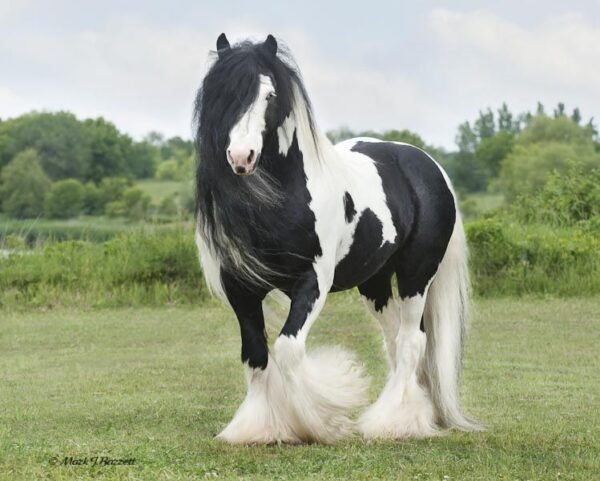 Gypsy Horses For Sale