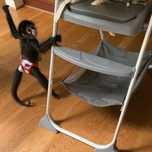 Spider Monkey for sale