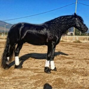 Friesian Horses For Sale