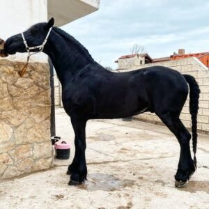 Friesian Horses For Sale