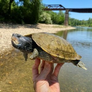 Mississippi Map Turtle for sale