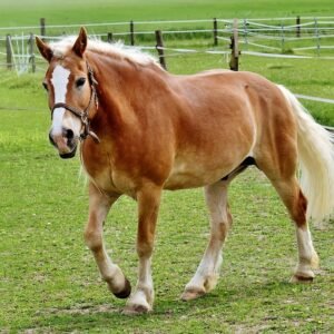 Adopt Haflinger Horse For Sale