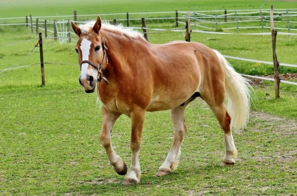 Adopt Haflinger Horse For Sale