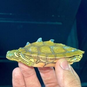 Mississippi Map Turtle For Sale