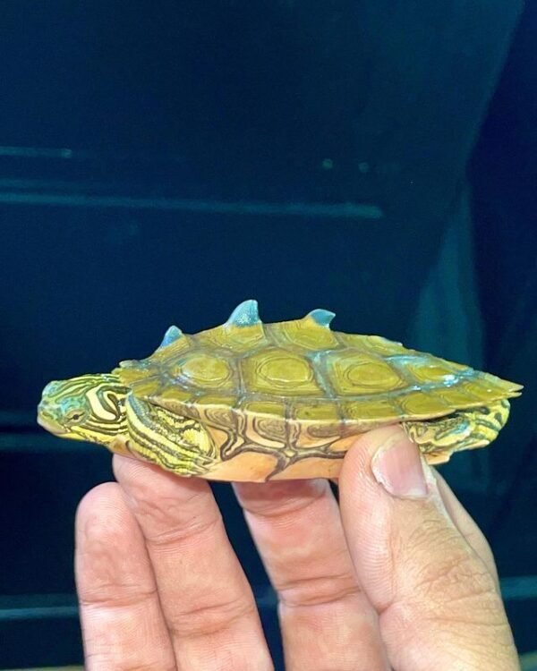 Mississippi Map Turtle For Sale