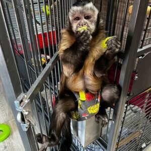 Capuchin Monkey for sale