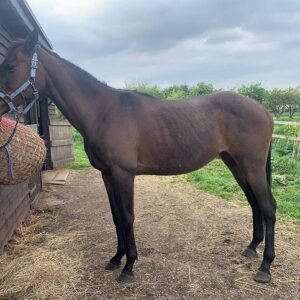 Buy Hanoverian Horse Online