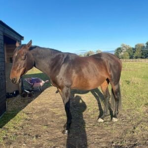 Buy Hanoverian Horse Online