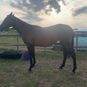 Buy Hanoverian Horse Online