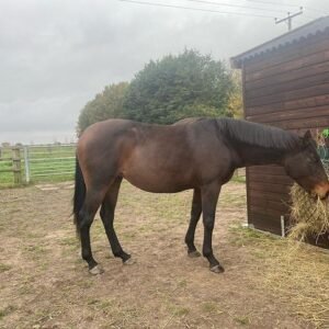 Hanoverian Horse For Sale
