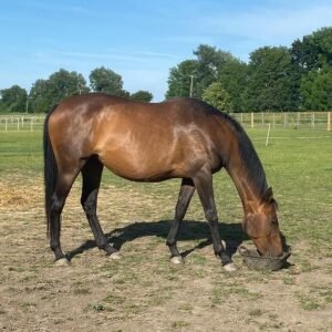 Buy Hanoverian Horse Online