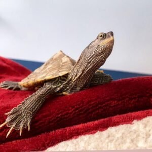 Mississippi Map Turtle for sale