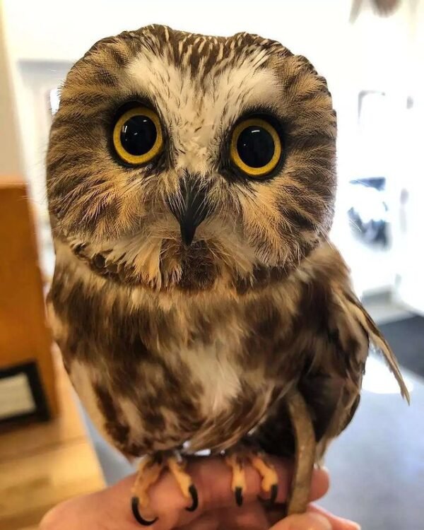 Eastern Screech Owl For Sale
