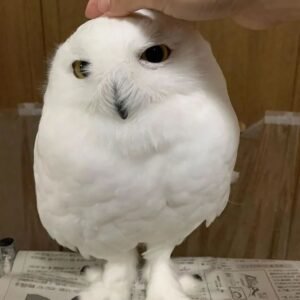 Snowy Owl for sale