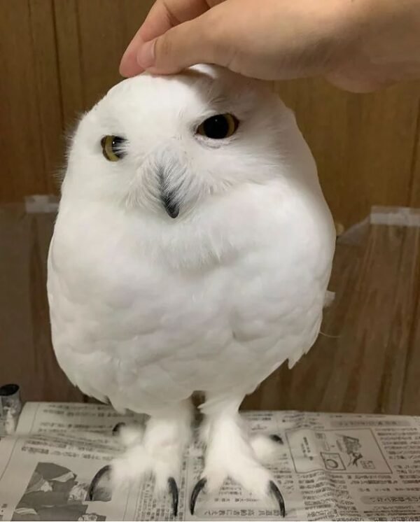 Snowy Owl for sale