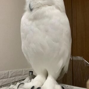 Snowy Owl for sale