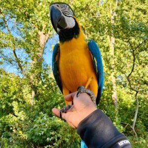 Macaw Parrot for sale