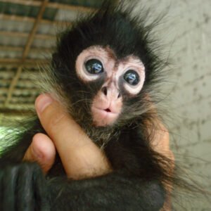 Spider Monkey for sale