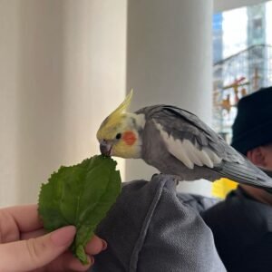 Cockatiel Parrot for sale