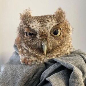 ‏Eastern Screech owl for sale