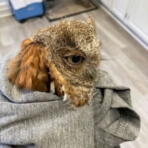 ‏Eastern Screech owl for sale