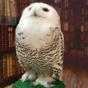 Snowy Owl for sale