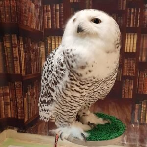 Snowy Owl for sale