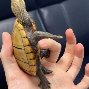 Common Musk Turtle for sale