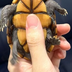 Common Musk Turtle for sale