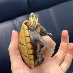 Common Musk Turtle for sale