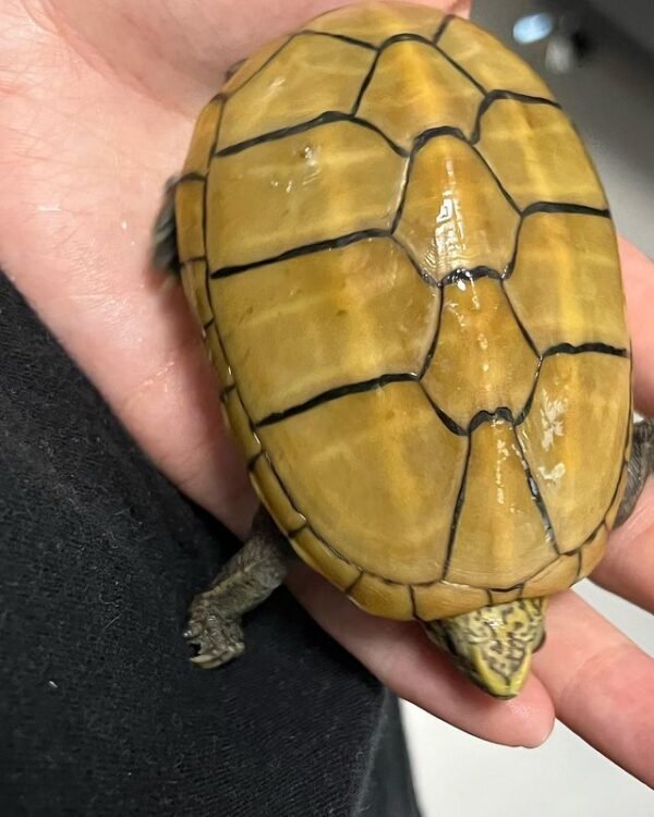 Common Musk Turtle for sale