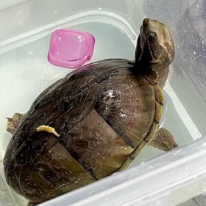 Common Musk Turtle for sale