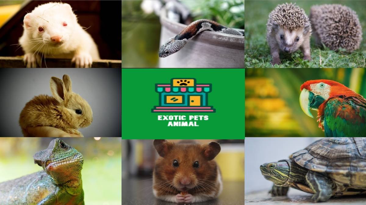 Exploring the World of Exotic Pet Animals